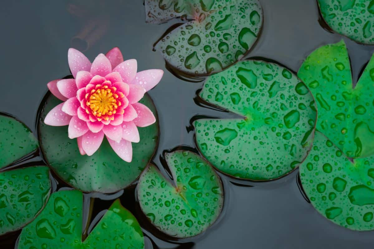 A pink flowered water lily