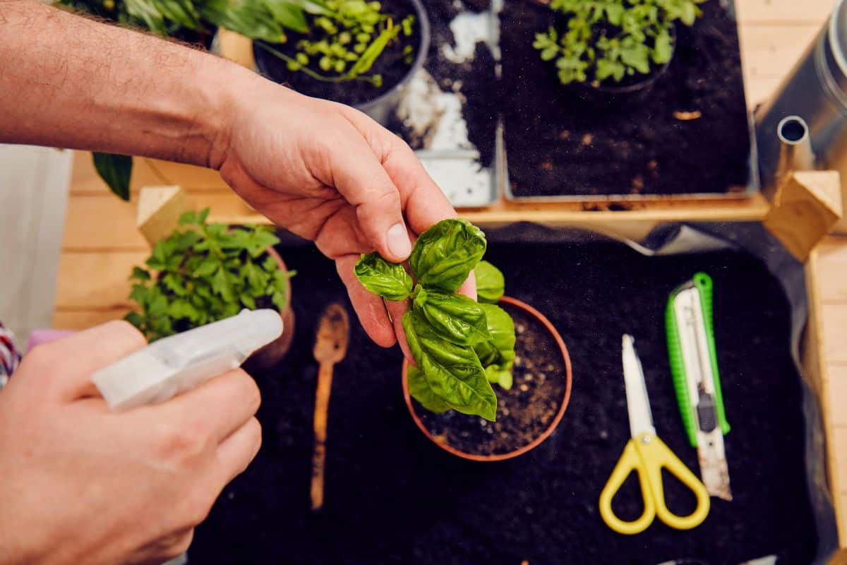 A person potting rooted herbs