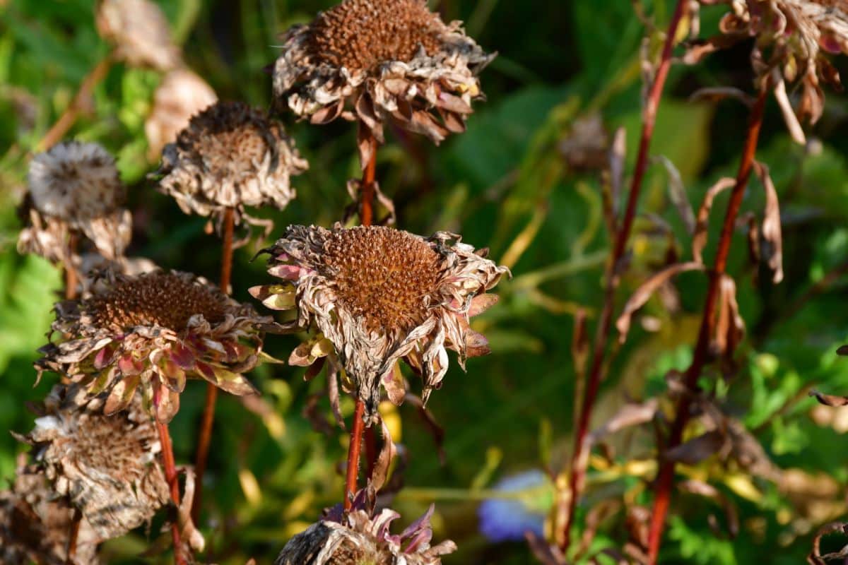 Dried seed heads in a perennial garden