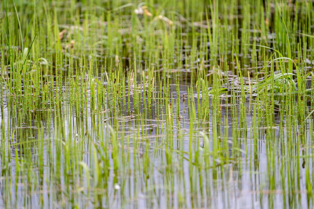 Horsetail plants