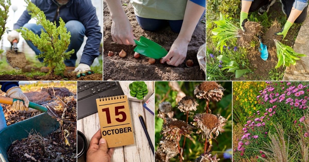 10 Perennial Gardening Tasks for October (+ A Bonus Tip) - Gardening