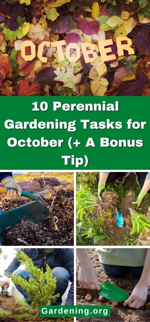 10 Perennial Gardening Tasks for October (+ A Bonus Tip) pinterest image.