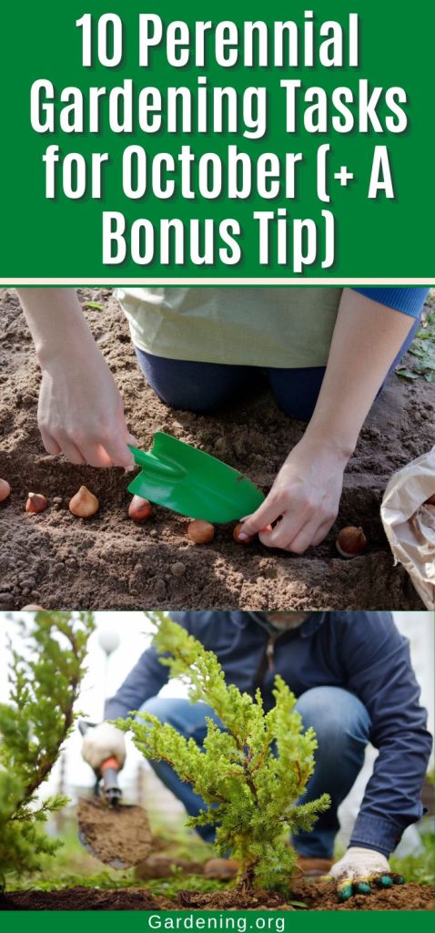 10 Perennial Gardening Tasks for October (+ A Bonus Tip) pinterest image.