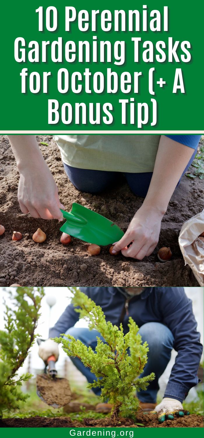 10 Perennial Gardening Tasks for October (+ A Bonus Tip) - Gardening
