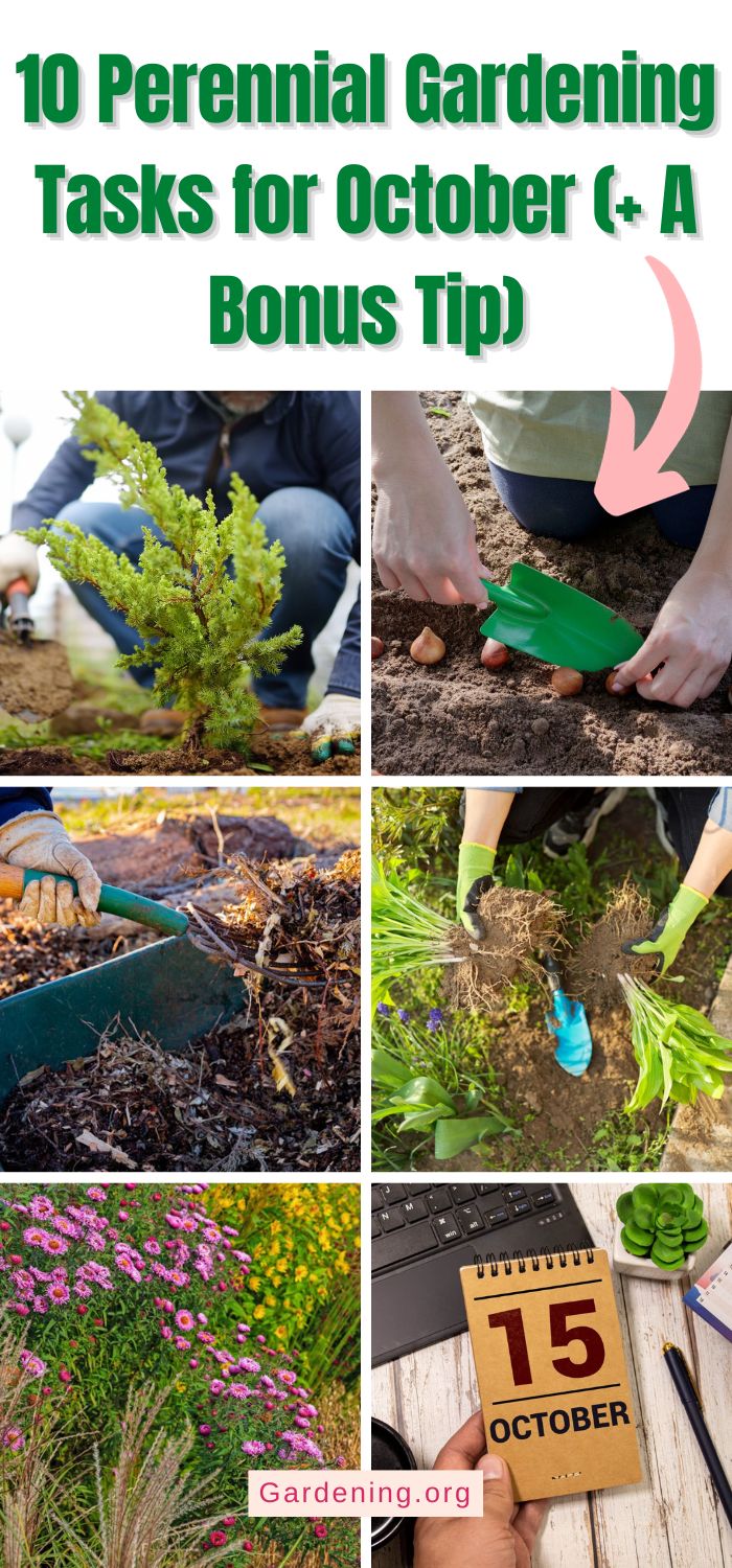 10 Perennial Gardening Tasks for October (+ A Bonus Tip) - Gardening