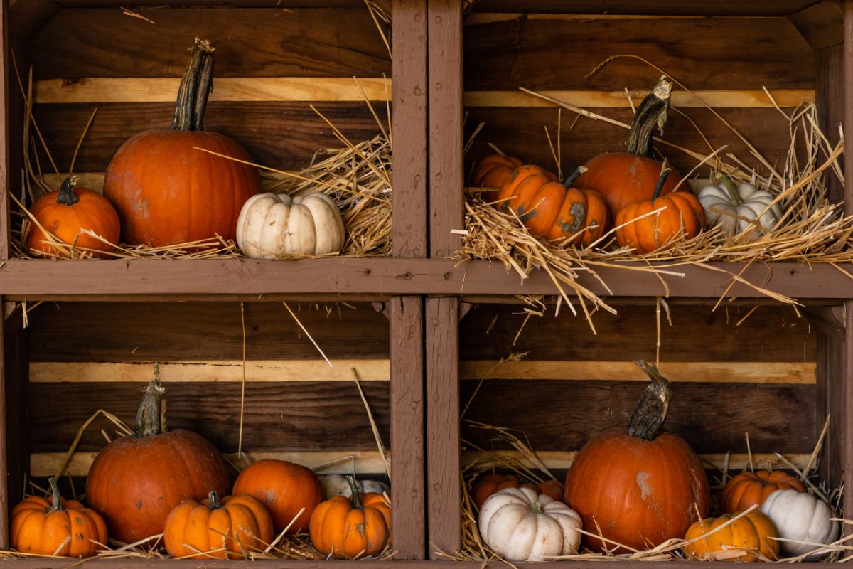 Pumpkins in storage