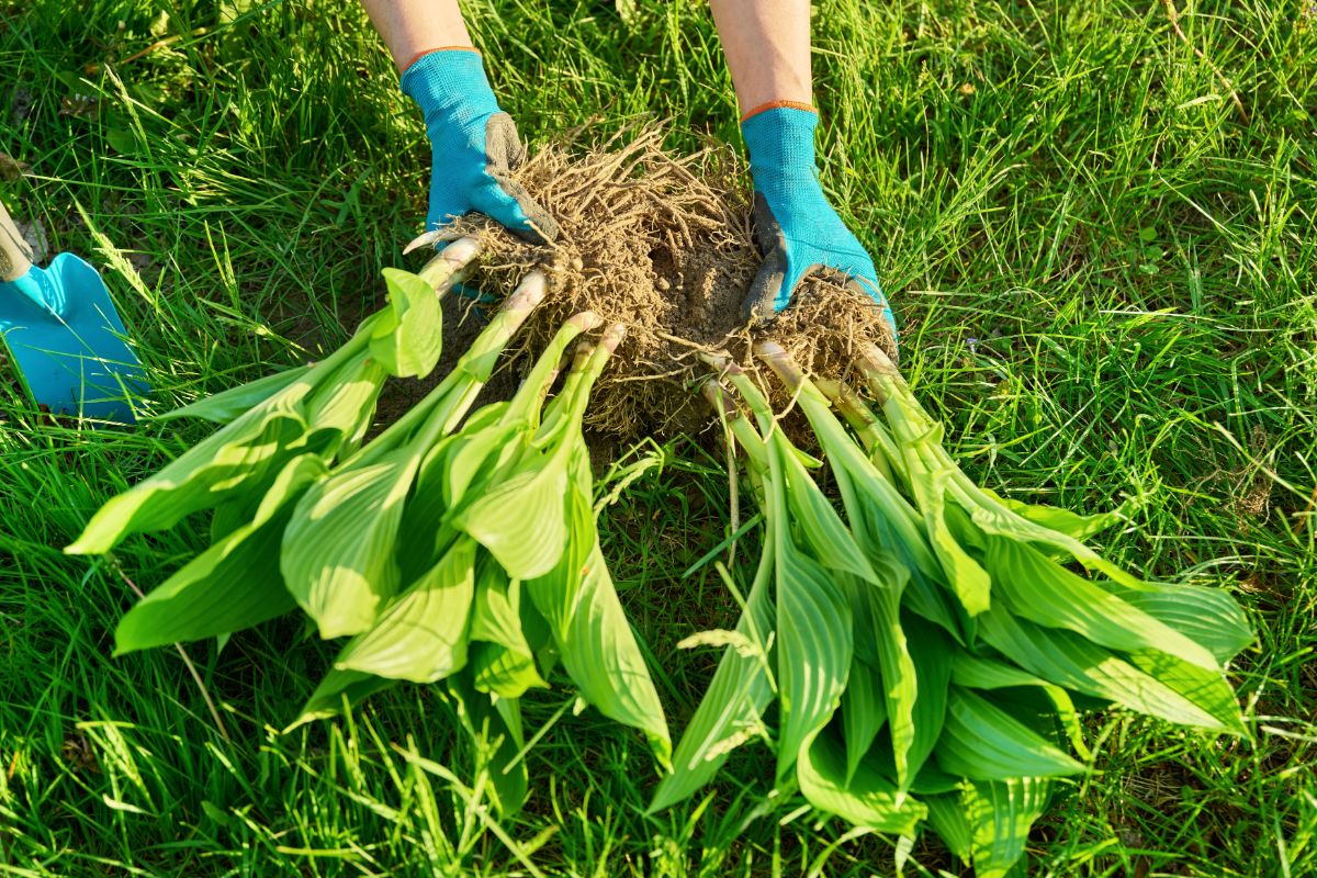 Pulling apart a perennial while dividing it