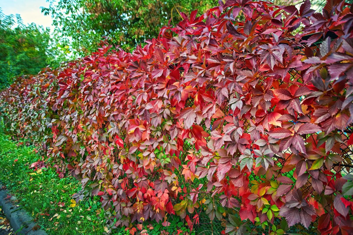 Climbing Virginia creeper