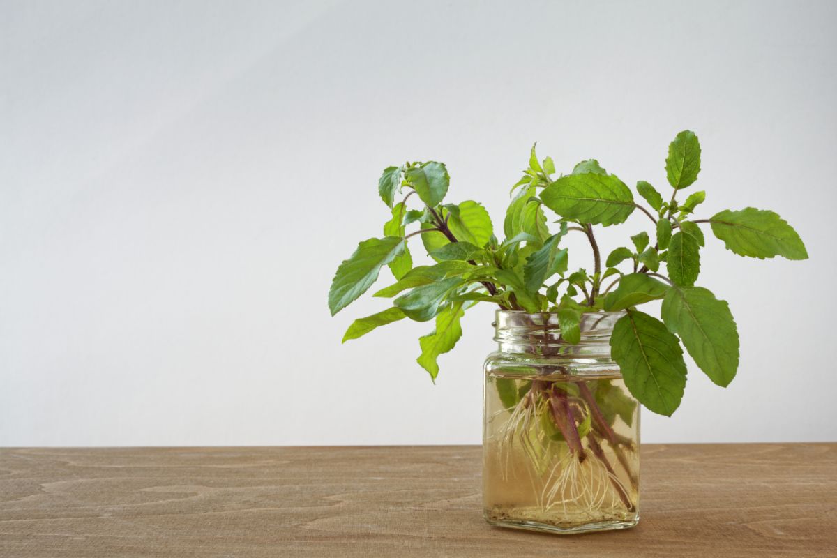 Rooting herbs in water