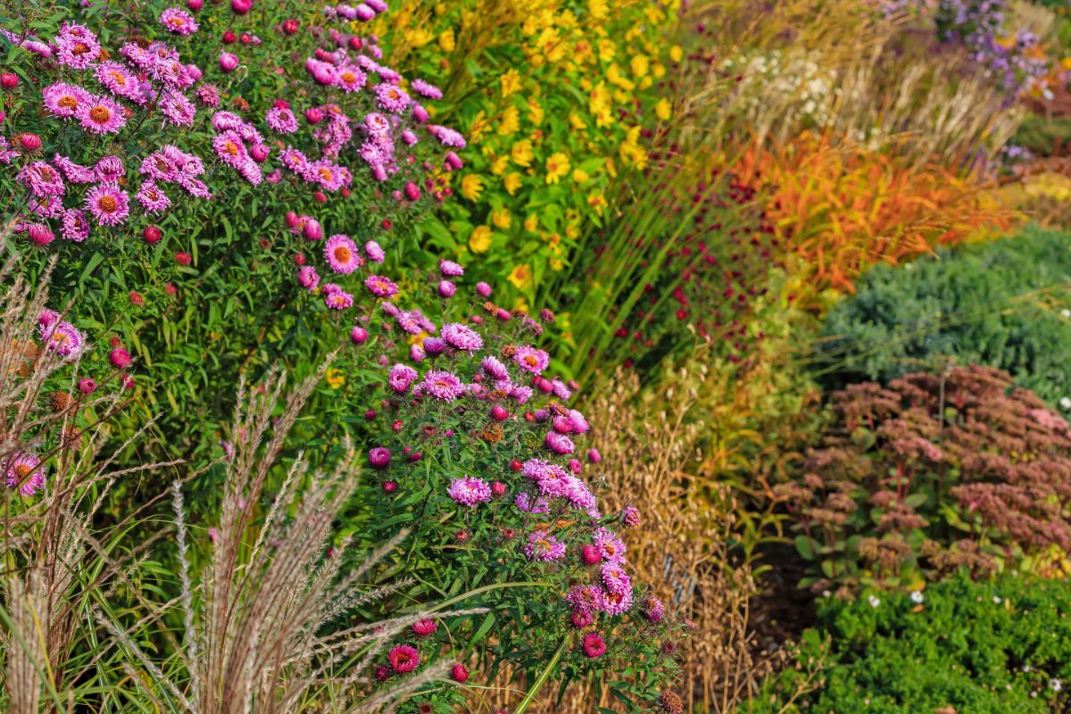 Thriving perennials in a well planned garden