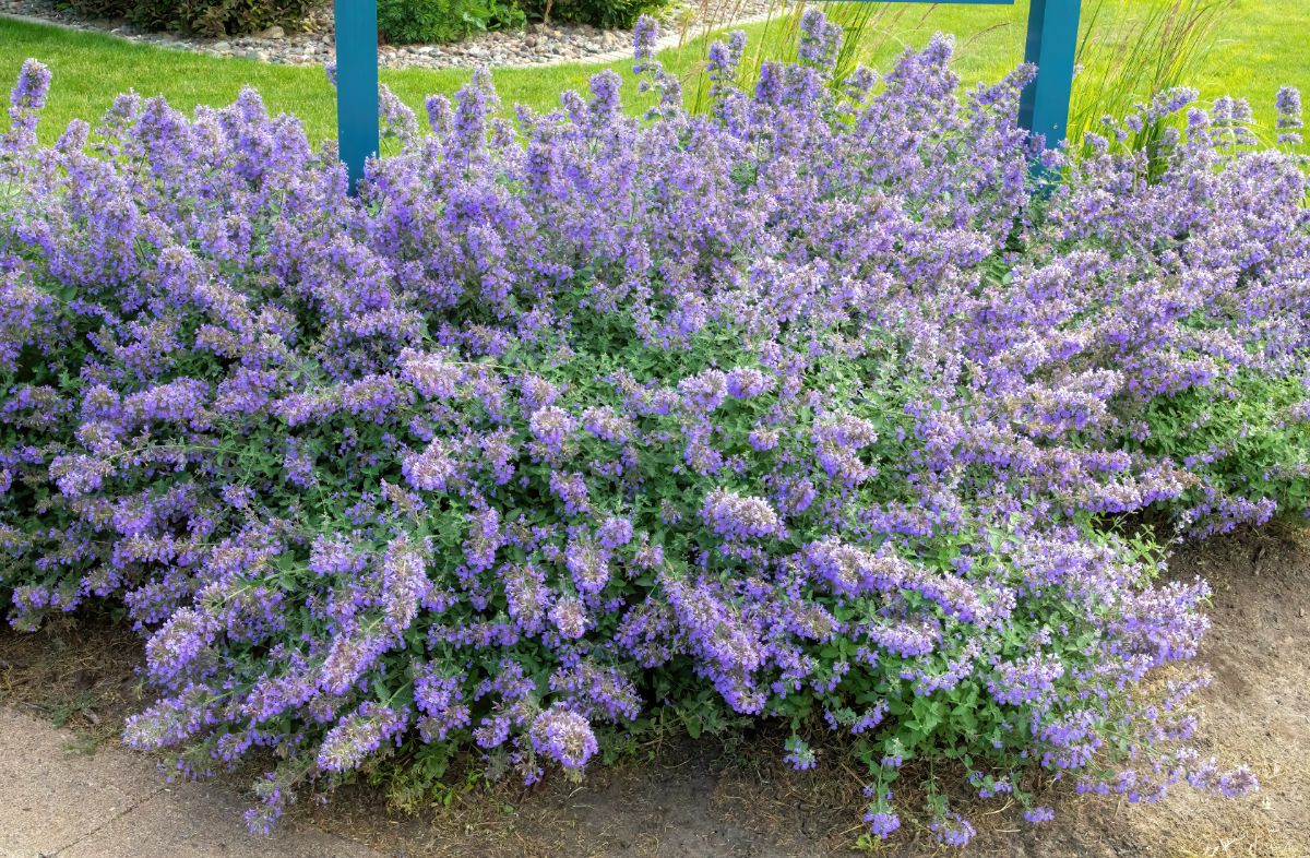 Purple flowering catmint