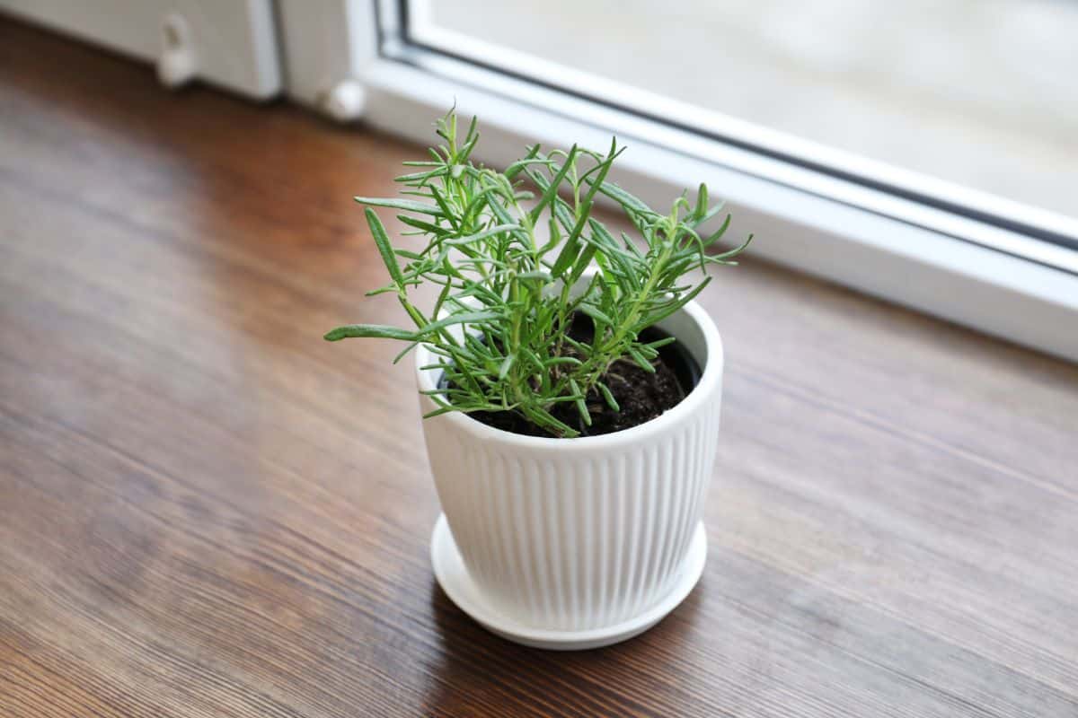 A rooting plant on a windowsill
