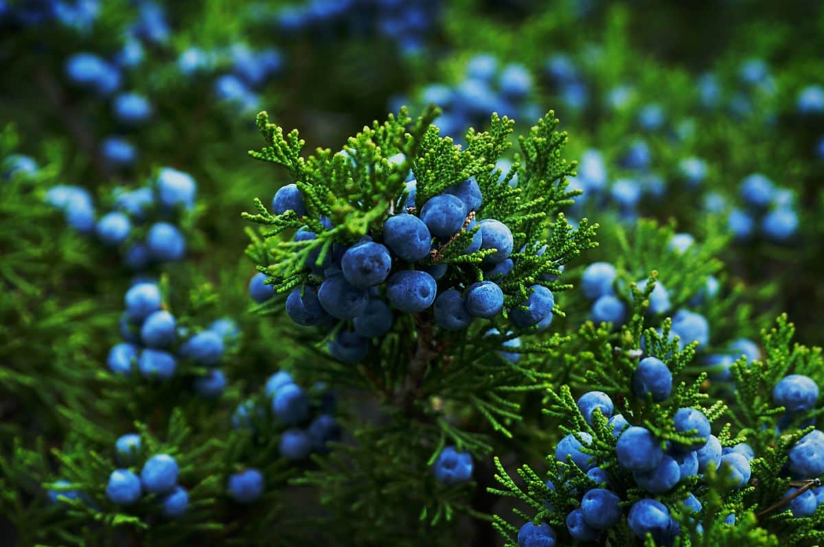 Blue berries on a juniper bush