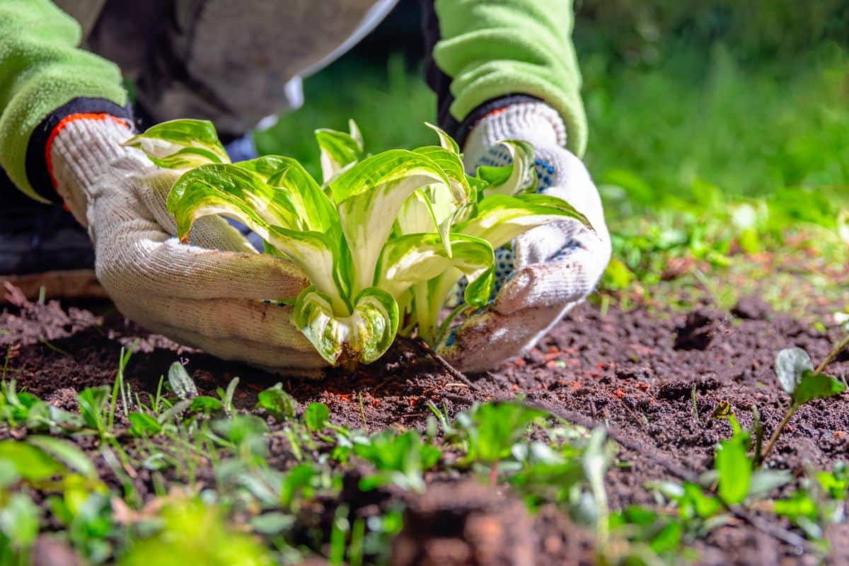 Transplanting perennial divisions