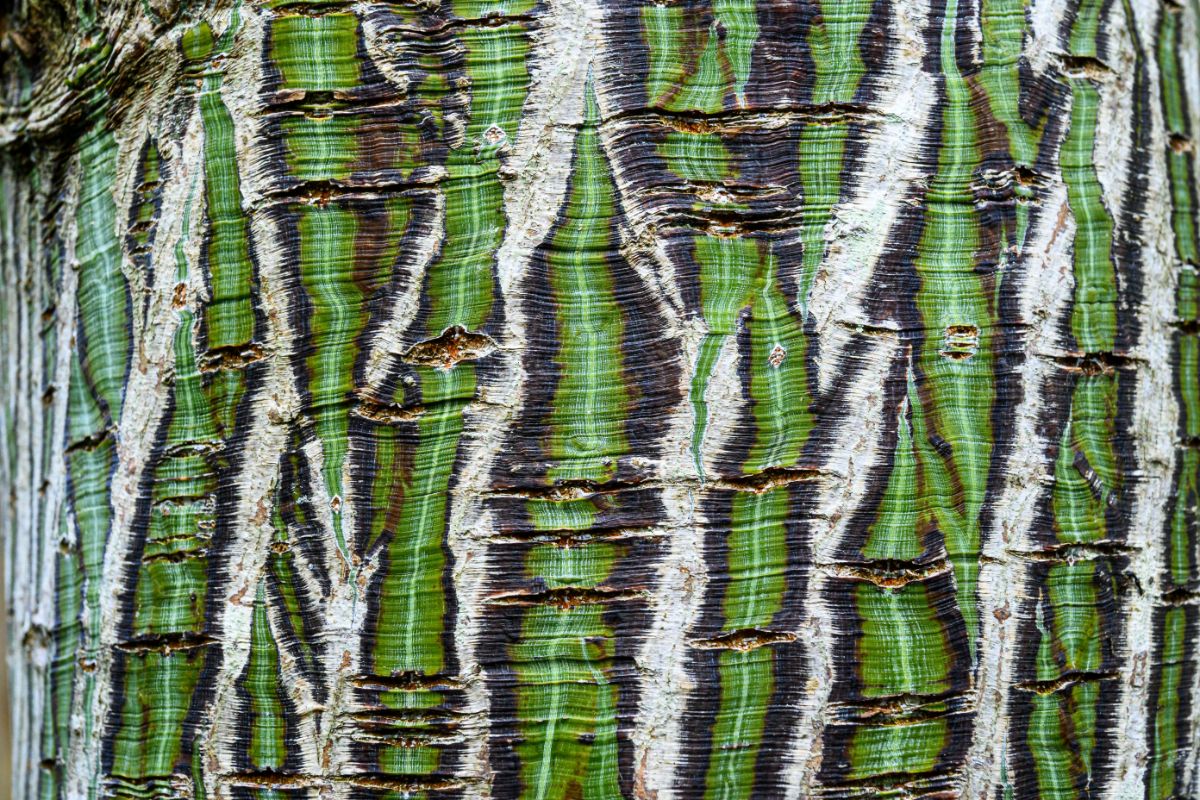 Deep patterned snake bark maple tree