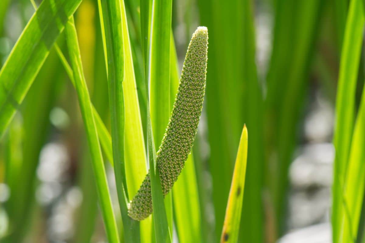 Sweet flag water plants