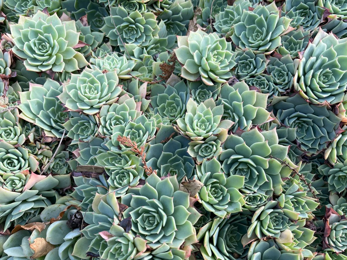 Wax agave plants
