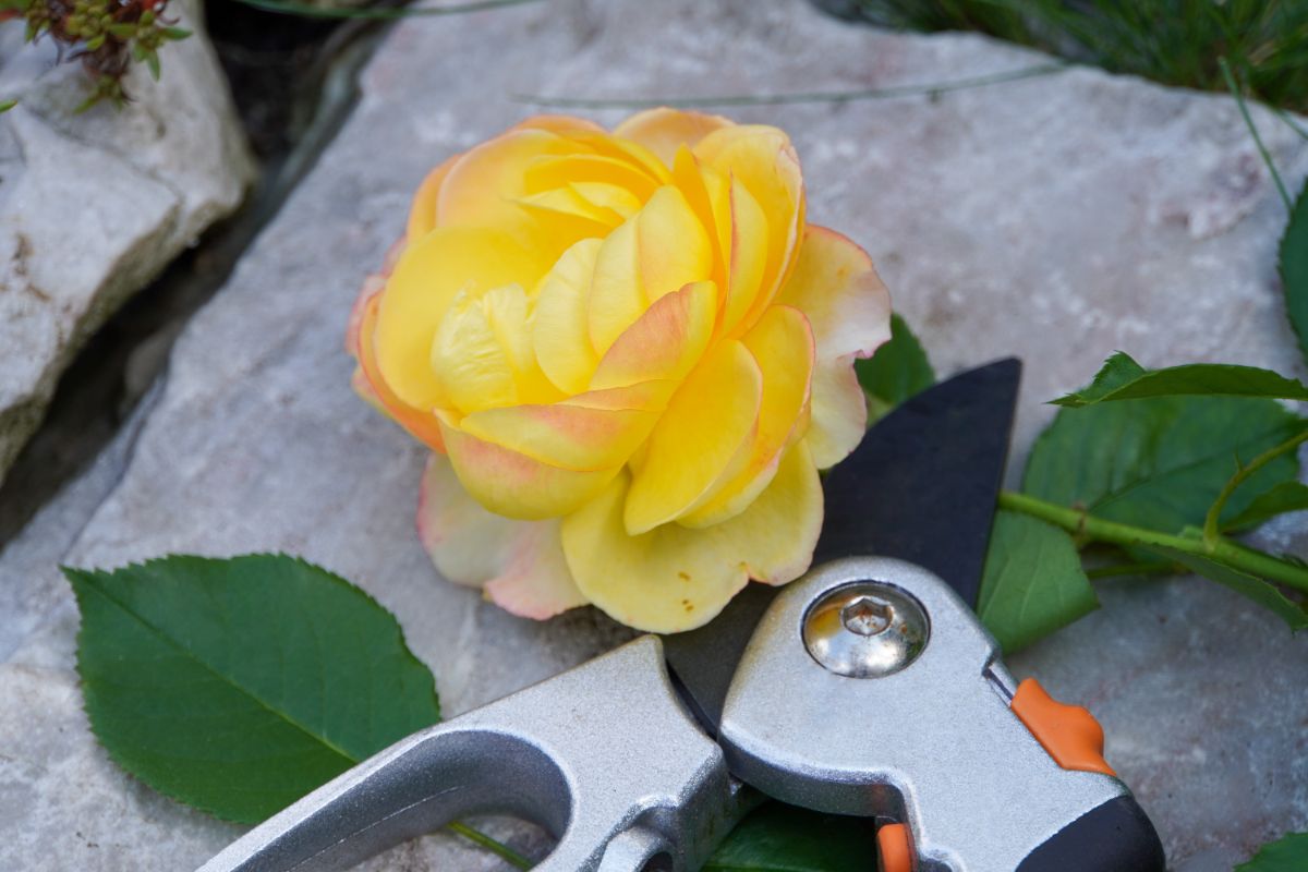A yellow rose with a pruner