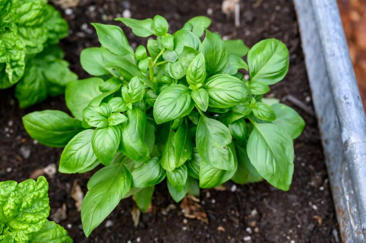 A basil plant in an herb bed