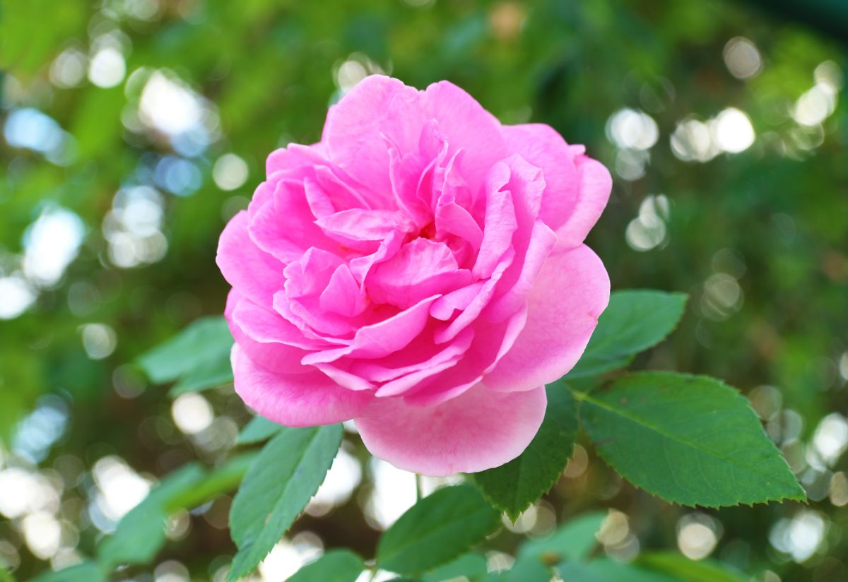 Carefree beauty rose