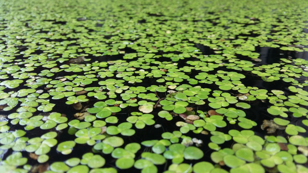 Small duckweed on a koi pond