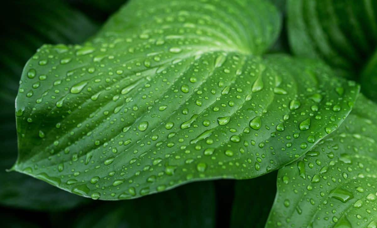 Water on perennial leaves