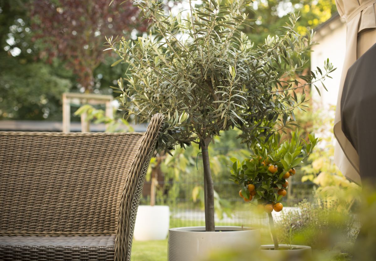 A potted olive tree