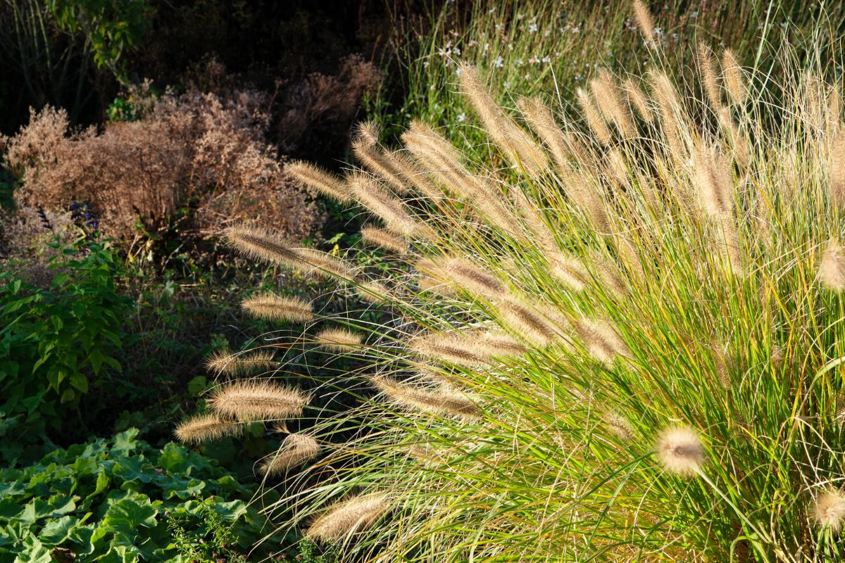 An ornamental grass