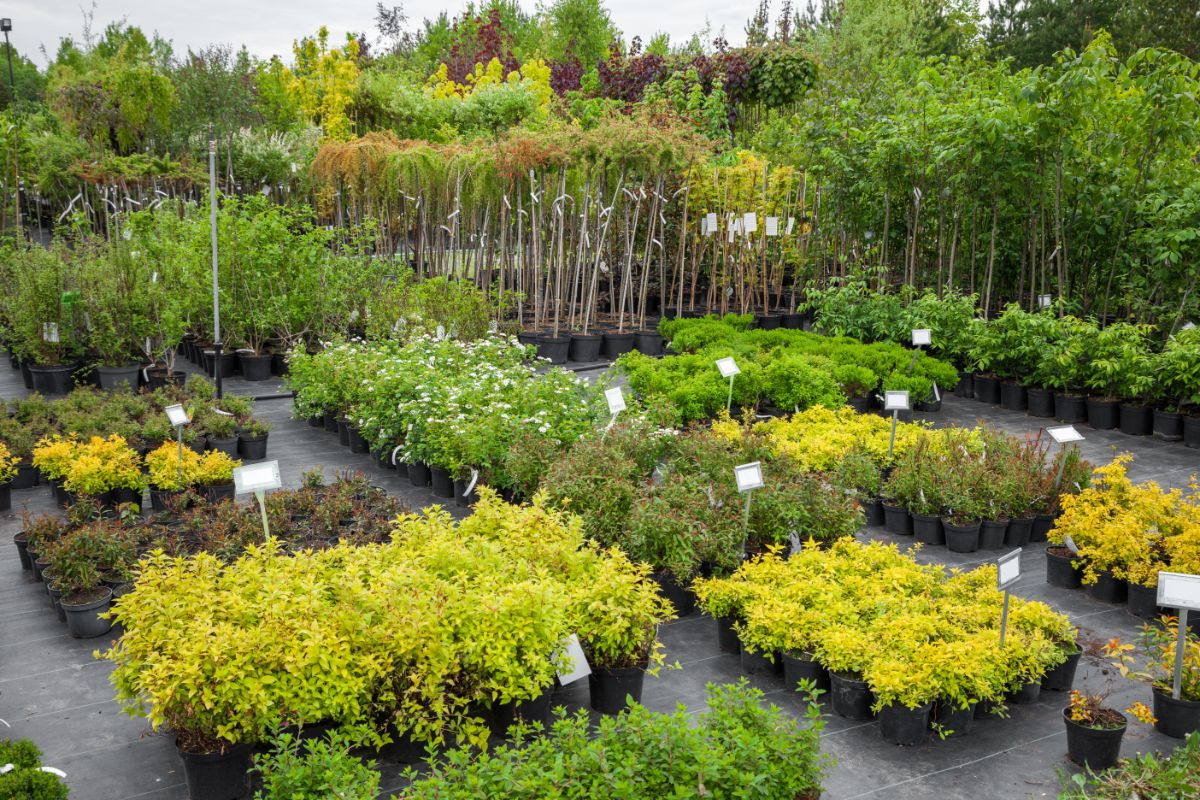 Plants in a nursery for sale