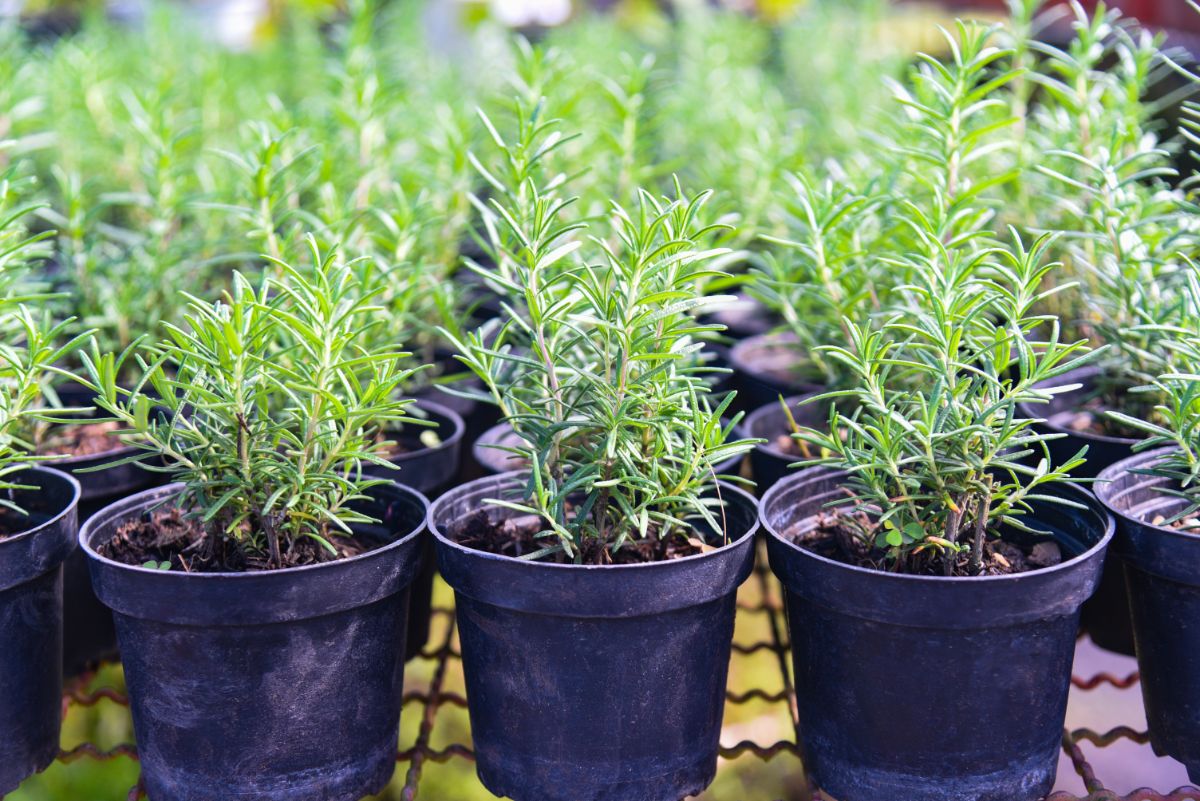 Potted rosemary plants from cuttings