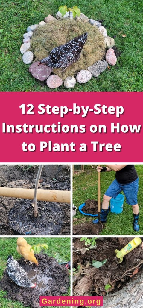 12 Step-by-Step Instructions on How to Plant a Tree pinterest image.