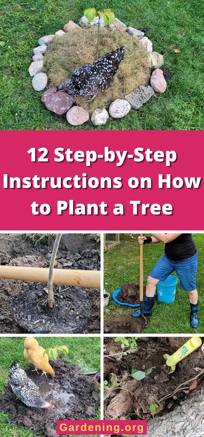 Tree Planting How To How to Plant a Tree in 12 Simple Steps - Gardening