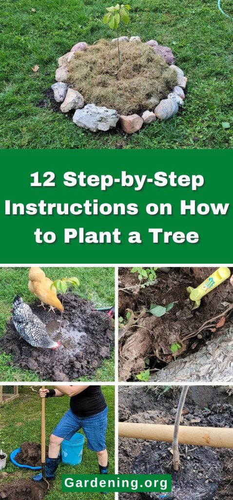 12 Step-by-Step Instructions on How to Plant a Tree pinterest image.