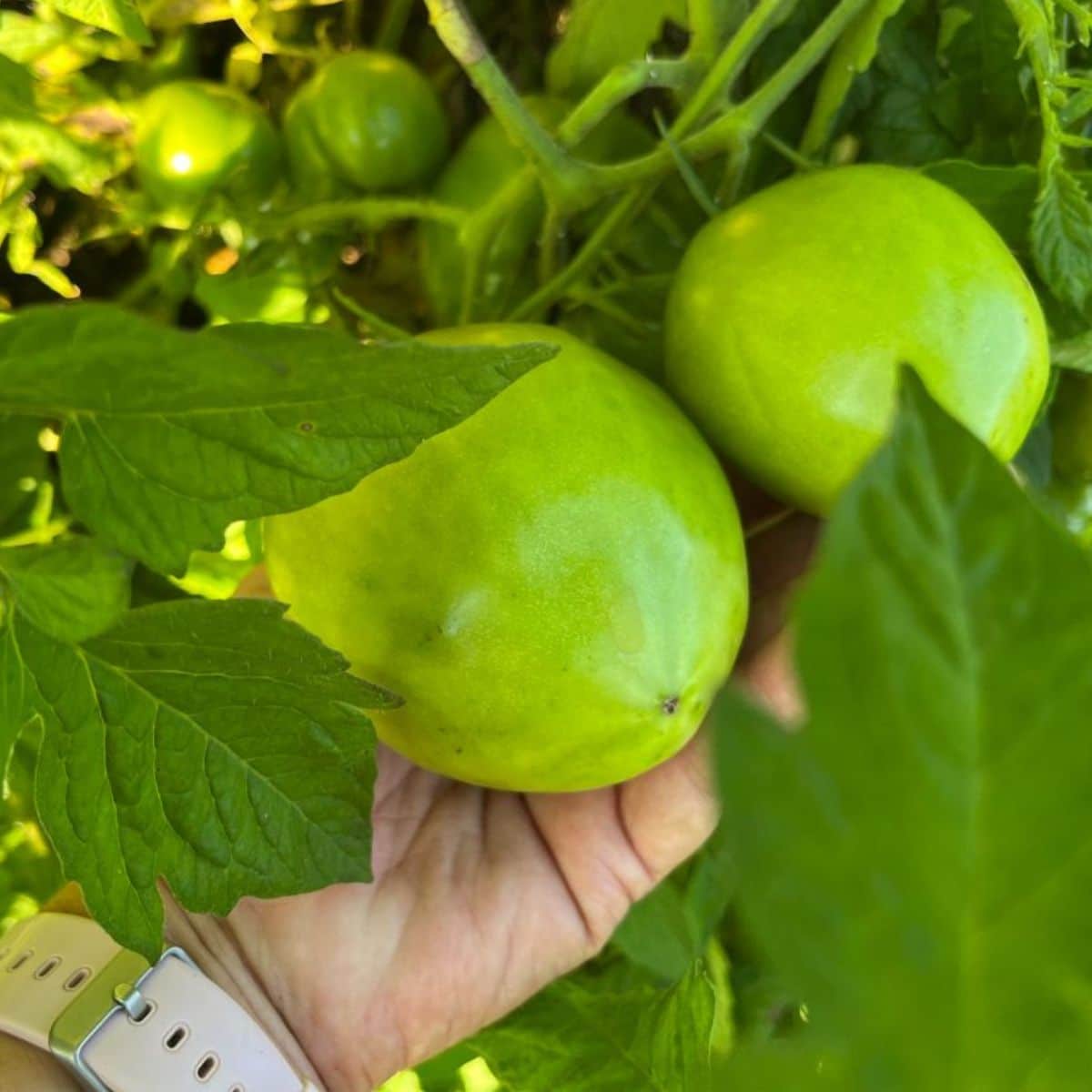 A gardener checking green tomatoes on the vine.