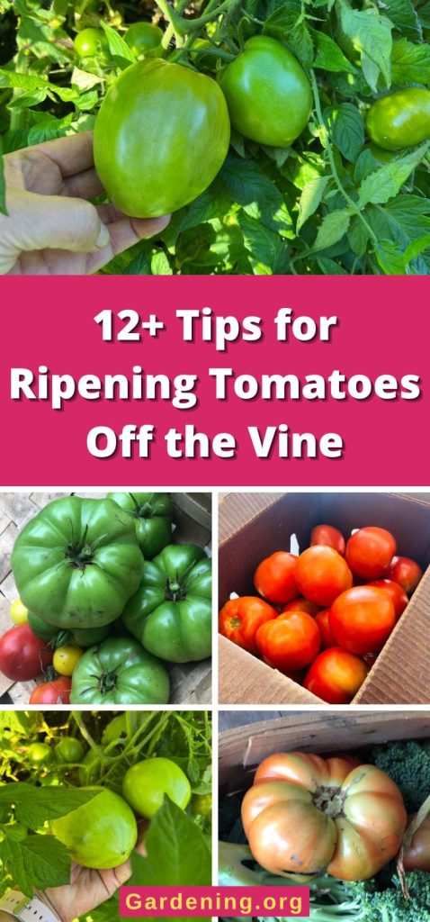 12+ Tips for Ripening Tomatoes Off the Vine pinterest image.