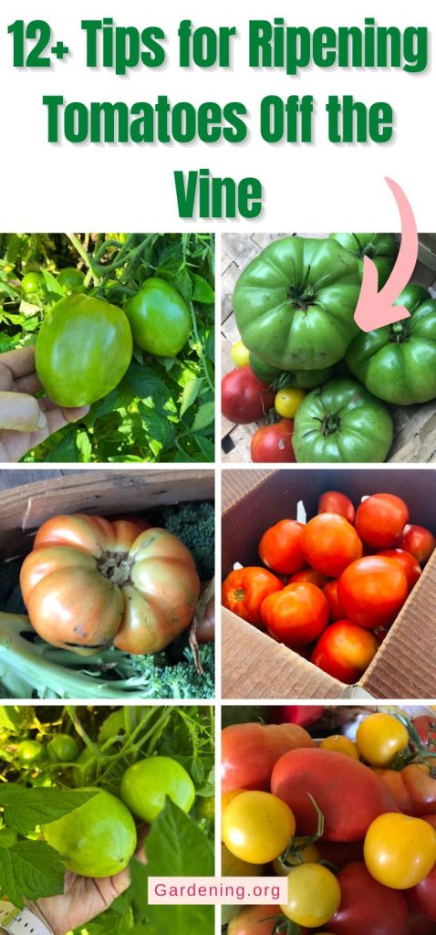 12+ Tips for Ripening Tomatoes Off the Vine pinterest image.