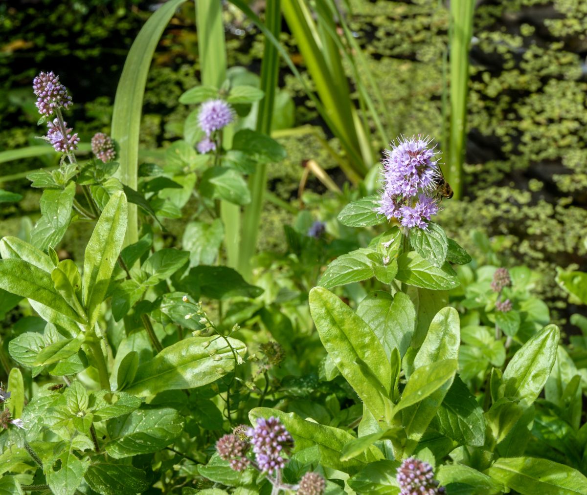 Water mint plant