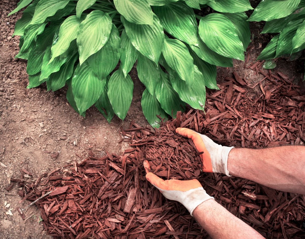 A gardener mulching a divided plant