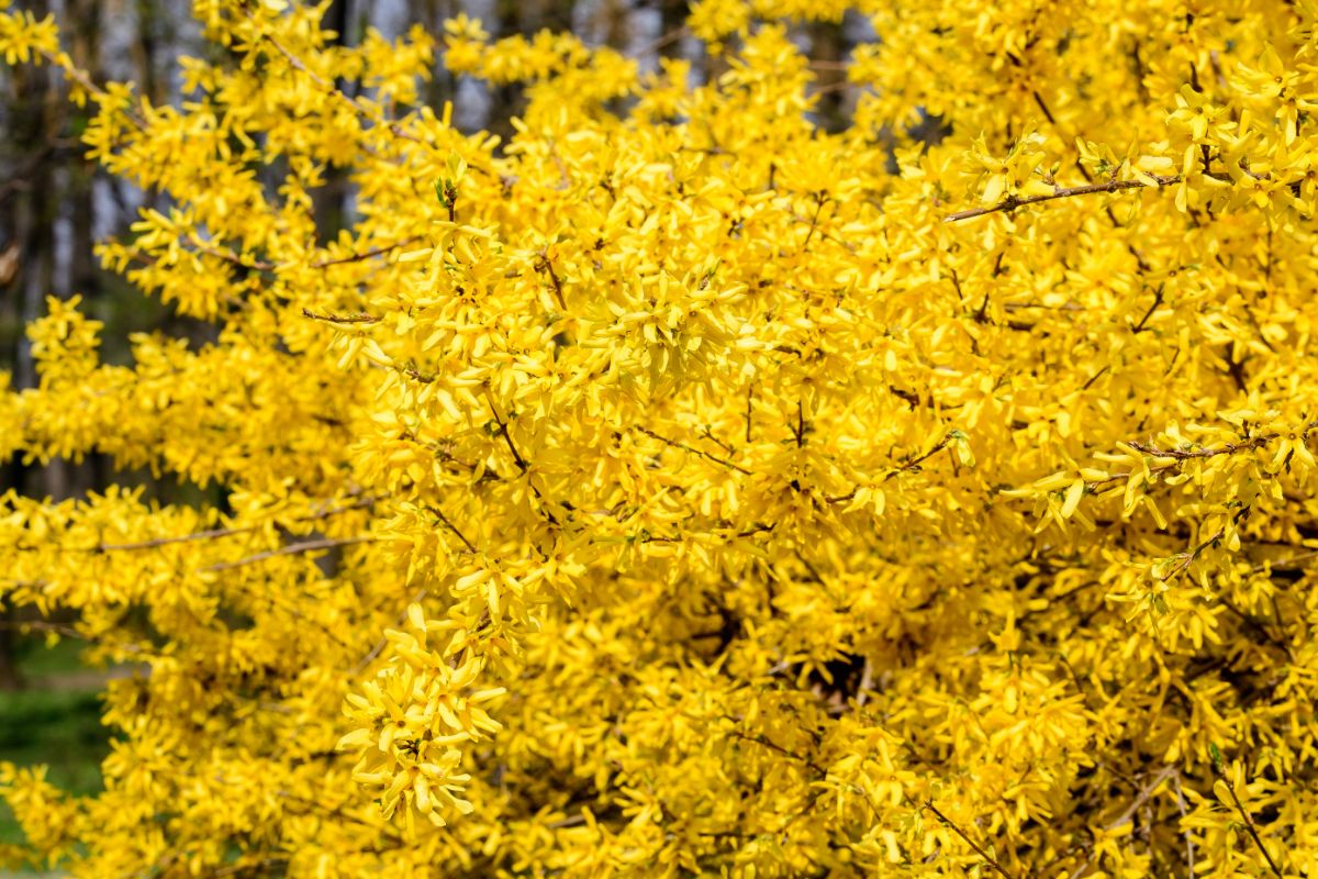 Yellow flowering forsythia