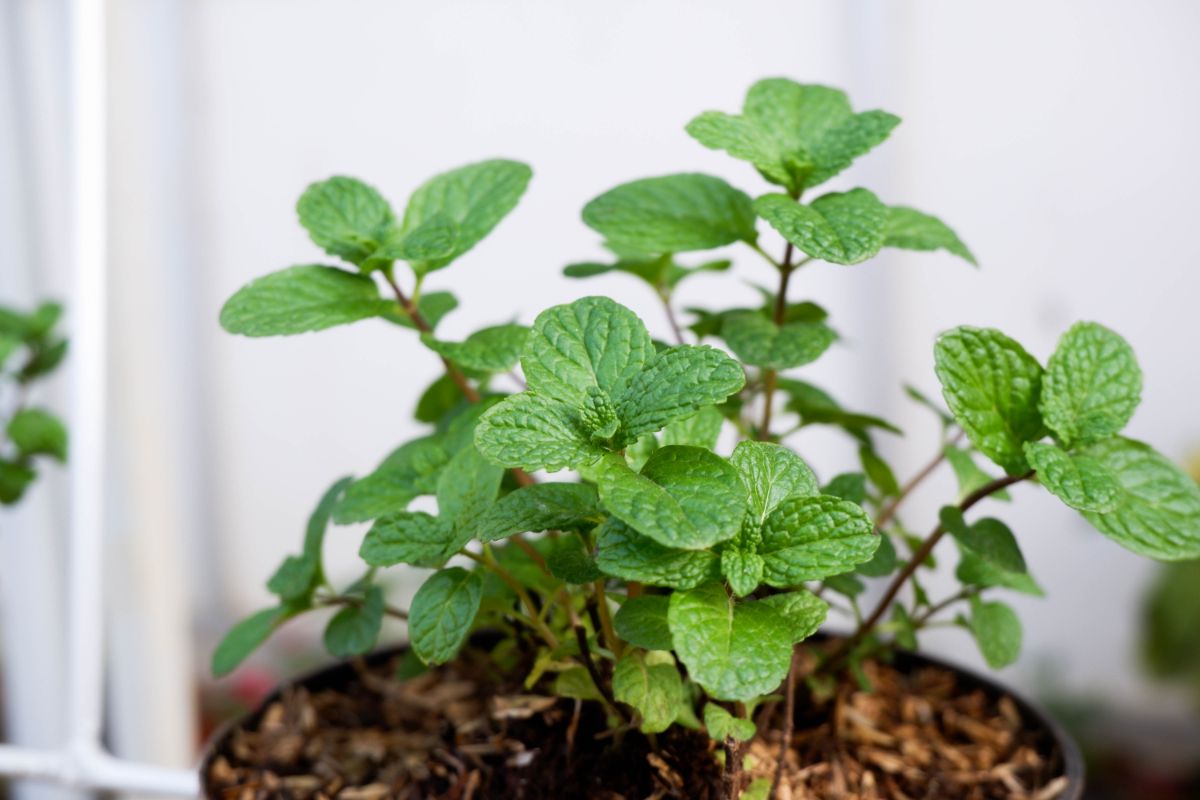 A propagated mint plant