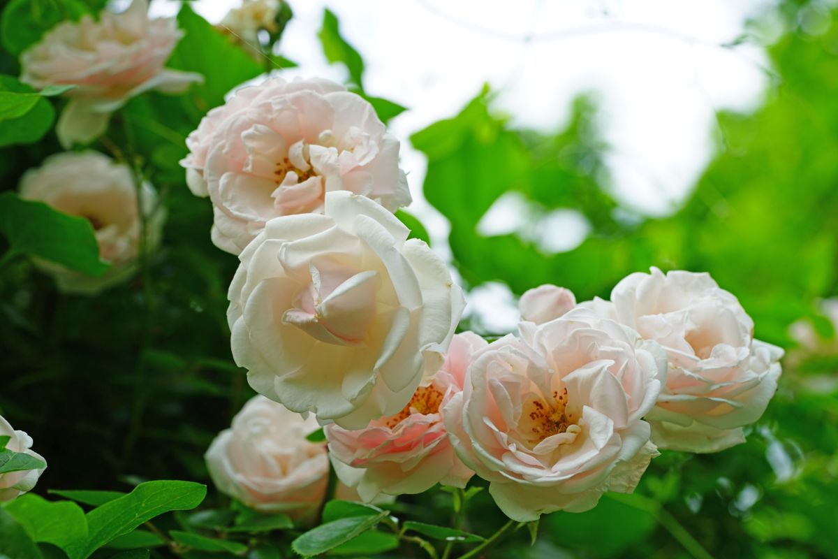 New Dawn climbing rose