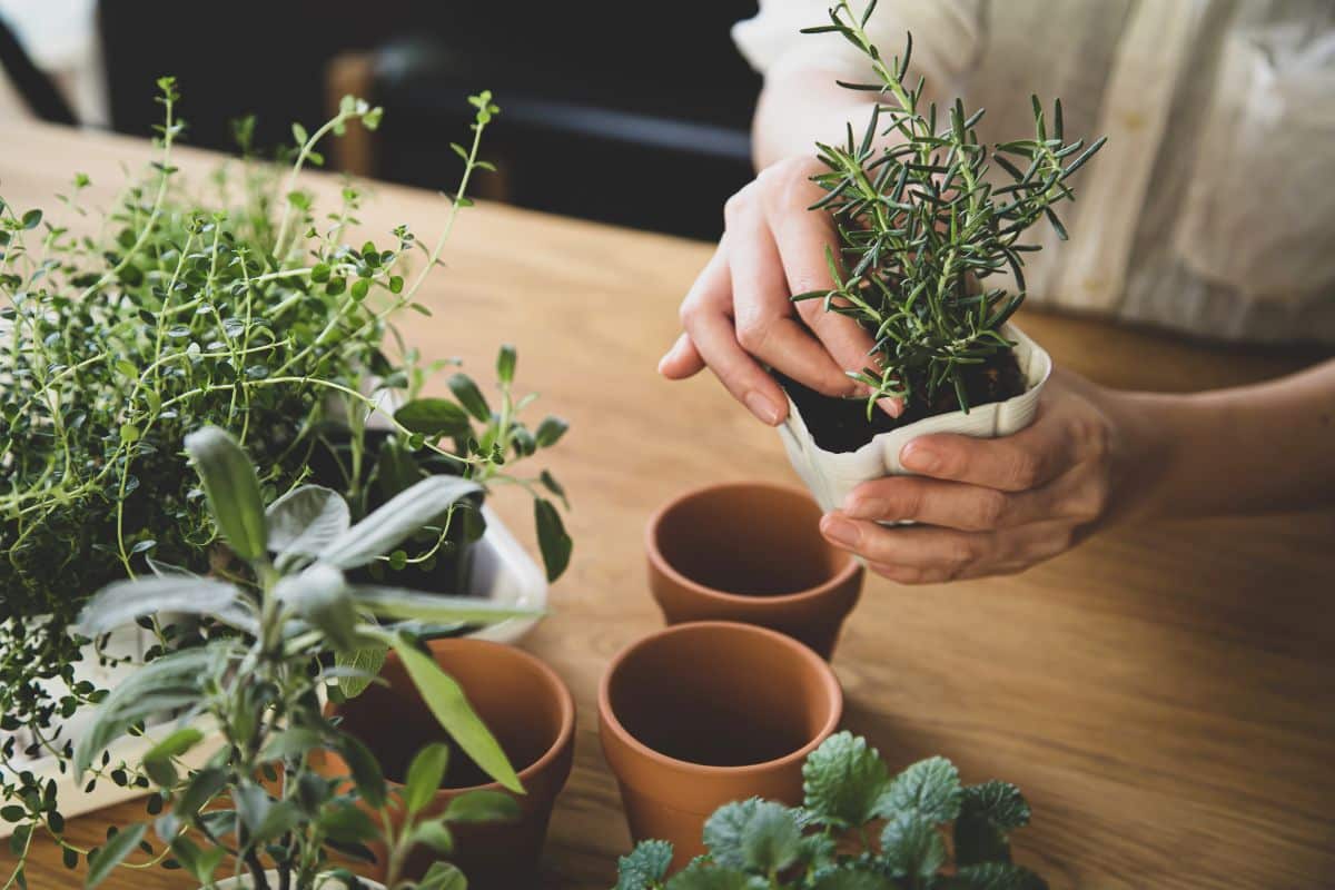 Potting up herb plants