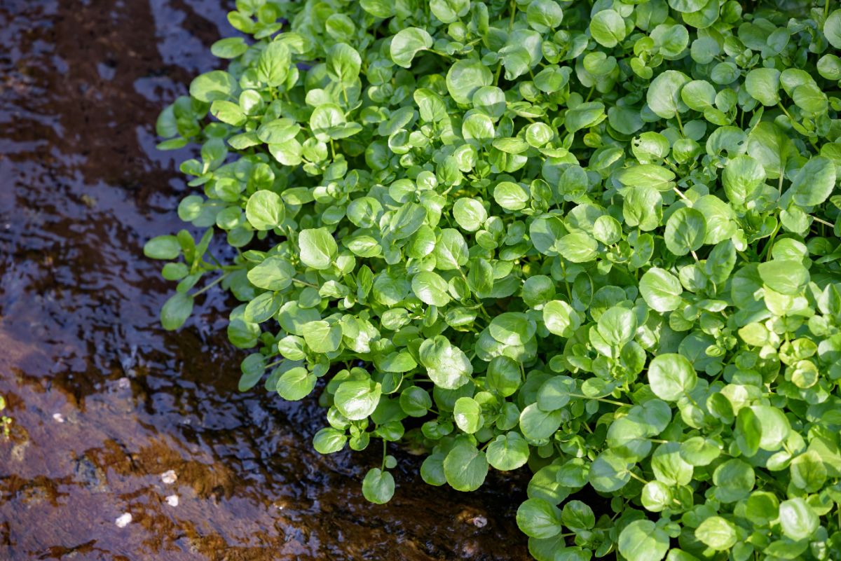 Watercress growing on a pond's edge