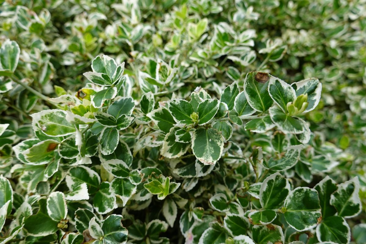 Variegated winter creeper