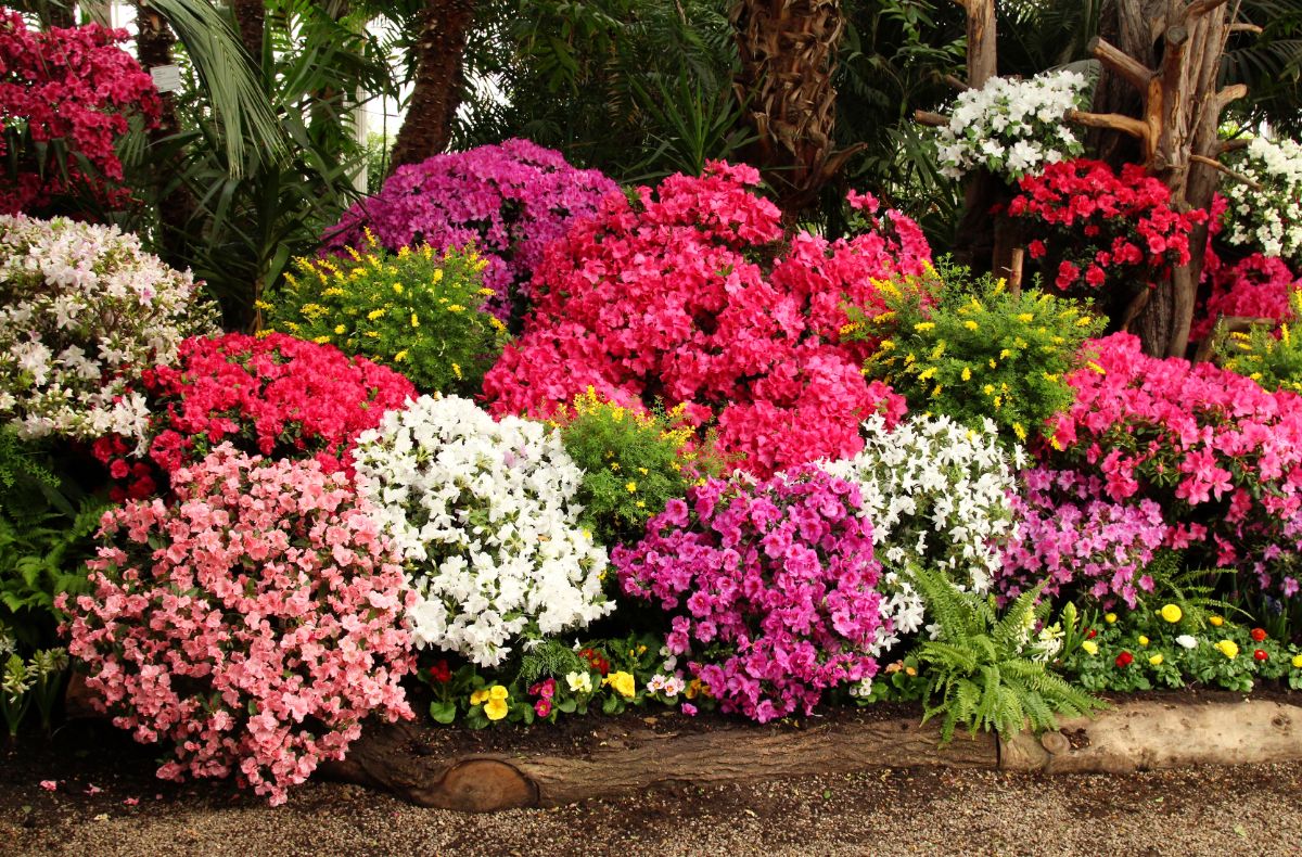 A landscape of azaleas