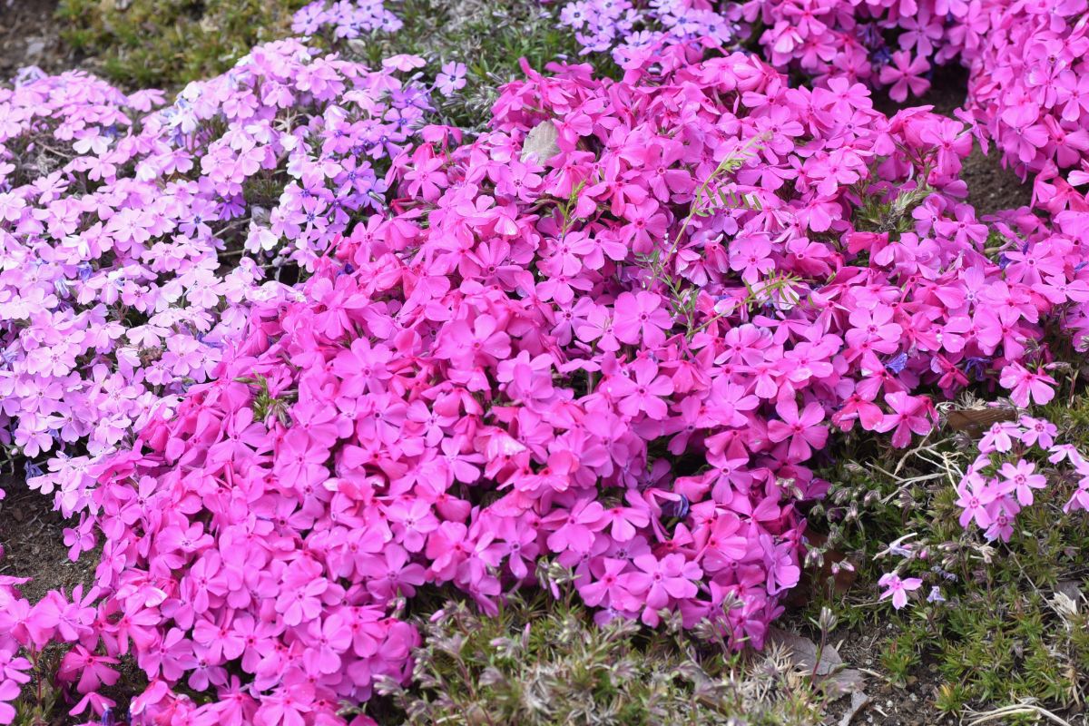 Creeping phlox in bloom