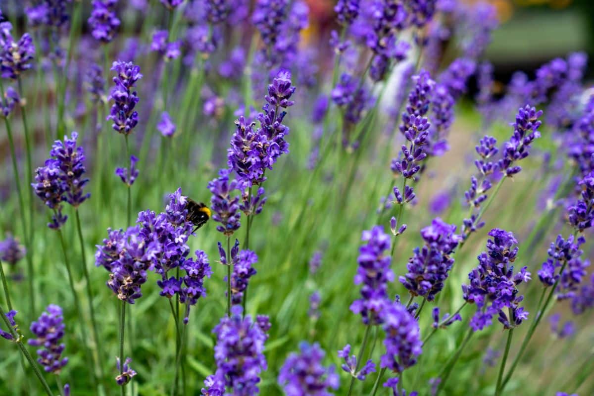 A bee on a lavender plant