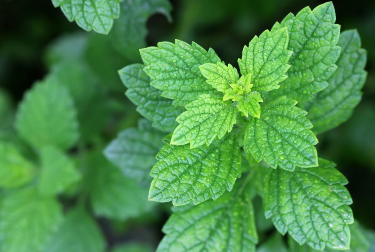 Propagated lemon balm