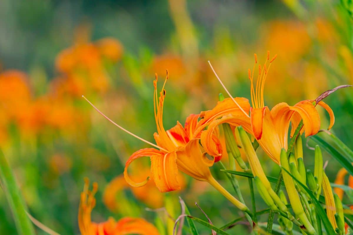 Yellow lilies in flower