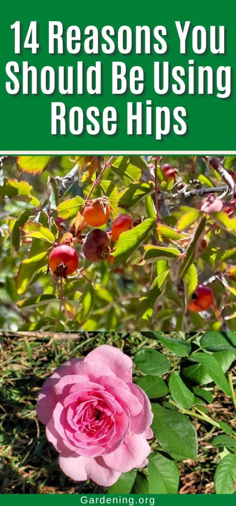 14 Reasons You Should Be Using Rose Hips pinterest image.